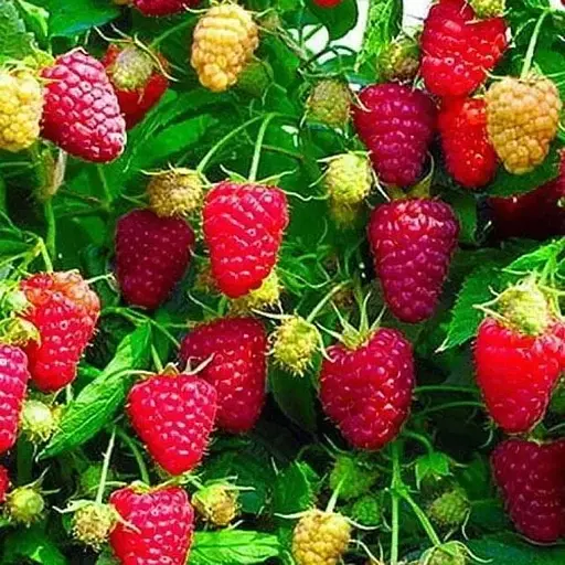 Малина Agro-Market "Бриллиантовая" (ремонтантный крупноплодный сорт) 1-летний саженец (189482) 1 шт в упаковке - фото 1