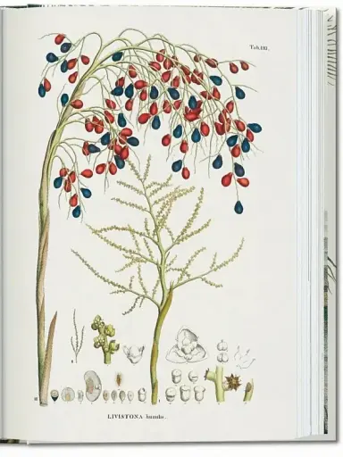 The Book of Palms - фото 7