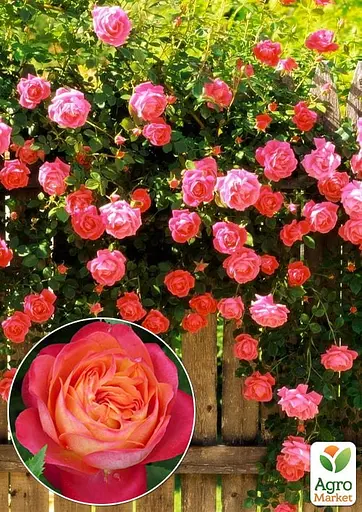 Роза в контейнере английская плетистая "Queen of Hearts" (садник класса АА+) (152657) 1 саженец - фото 4