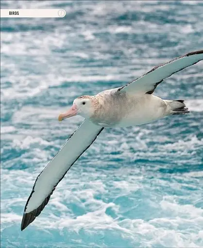 Amazing Animal Journeys - фото 2