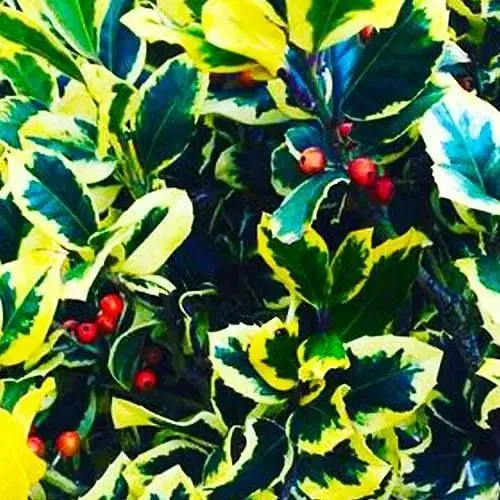 Пальма альтакларенская Голден Кинг (Ilex x altaclerensis Golden King) вазон Р9 (71761) 1 саженец в упаковке - фото 1