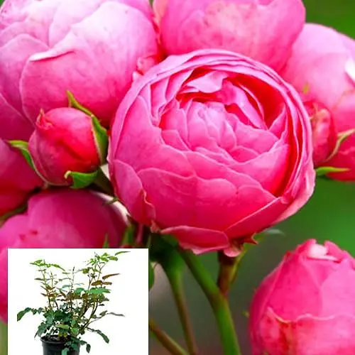 Роза в контейнере флорибунда "Pomponella" (саженец класса АА+) (152659) 1 саженец - фото 3