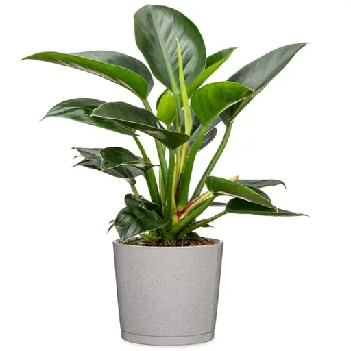 Кашпо для квітів Scheurich 883 кераміка 17 см кашемірово-сірий (4050804007466) - фото 2