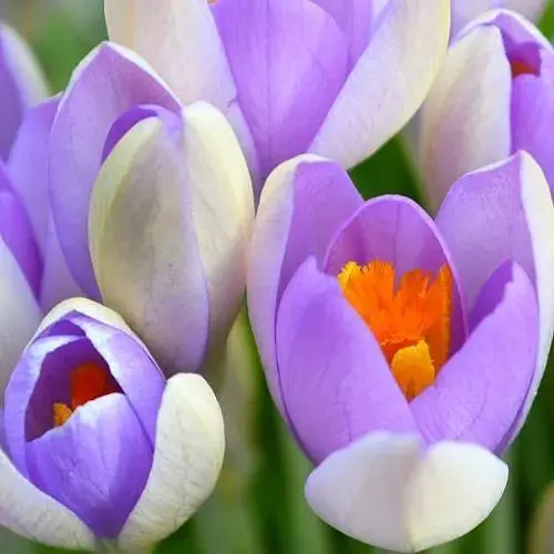 Крокус великоквітковий "Whale Shark" (186395) 5 шт - фото 1