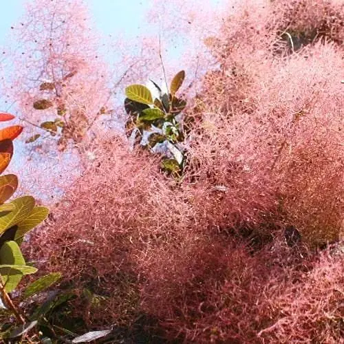 Скумпия обыкновенная (Cotinus Coggygria) высота 40-50см (188698) 1 саженец - фото 1