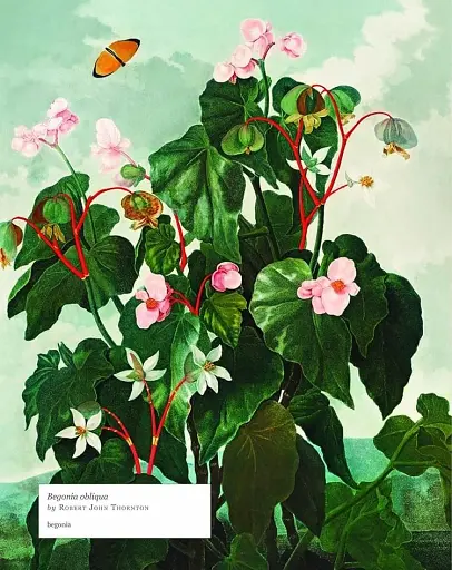 Biblioflora - фото 6