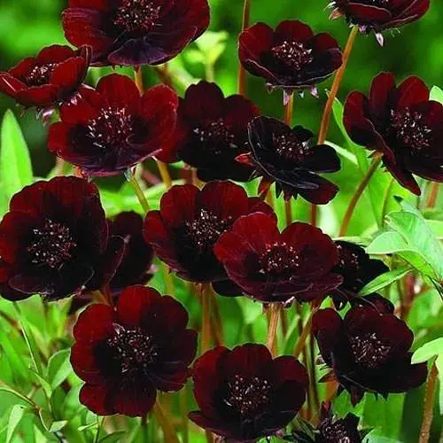 Космея Cosmos "Cherry Chocolate" (ефектний багаторічник) (189531) 1 саженец - фото 1