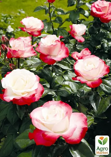 Роза в контейнере чайно-гибридная "Nostalgie" (саженец класса АА+) (180847) 1 саженец - фото 5