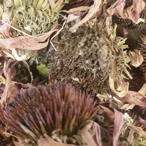 100 г ехінацея пурпурна цвіт сушений - свіжий урожай