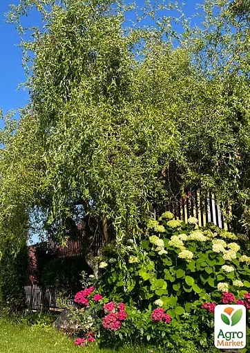 Ива 2-х летняя вавилонская "Crispa" С5 высота 130-150см (183887) 1 саженец - фото 2