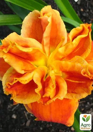 Лілійник "After The Fire" (49785) - фото 3