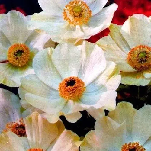 Анемона простая белая "The Bride" (размер 5/6, большой) 5 шт (23435) - фото 1