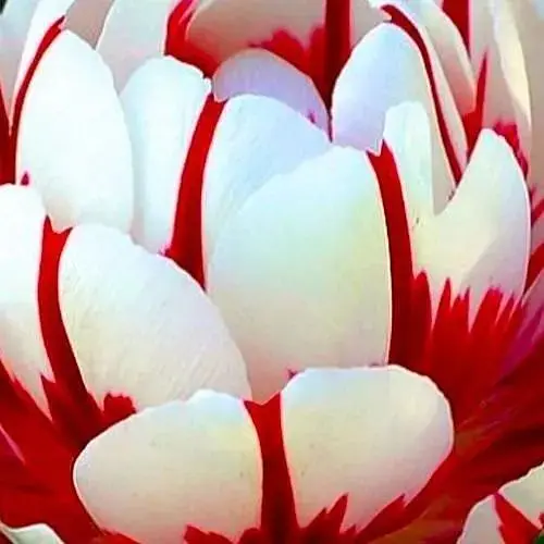 Тюльпан "Carnaval de Nice" 3 шт (17263) - фото 1