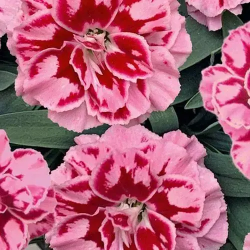 Гвоздика Махрова Oscar "Pink Heart" (188609) 1 саженец - фото 1