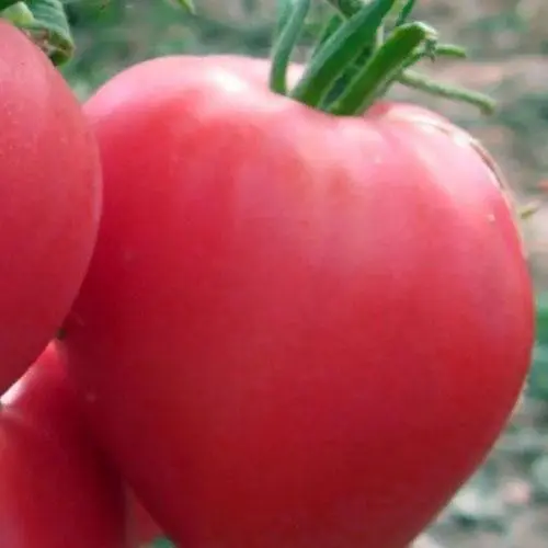 Томат Весна Бычье сердце розовое (в банке) Органик 3г (44894) - фото 2