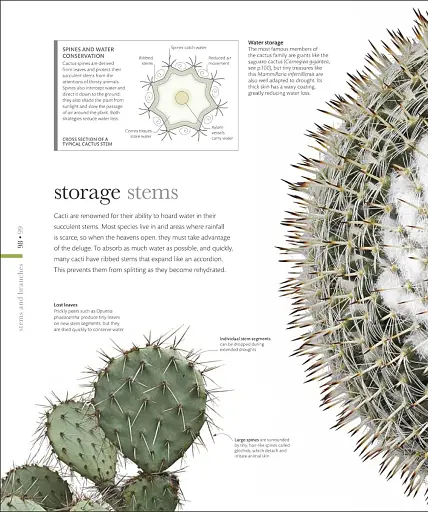 The Science of Plants - фото 5