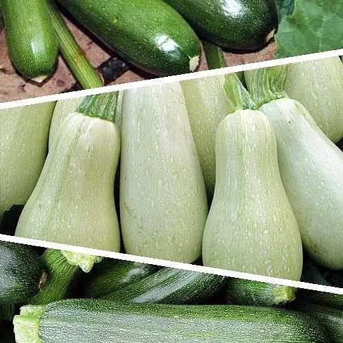 Кабачок "Суміш кращих популярних сортів" ТМ "Весна"  15г (45520) - фото 1