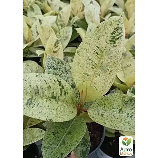 LMTD Фікус Agro-Market Еластика Moonshine 30-40 см колекційний сорт (185025) 1 саджанець в упаковці (кімнатний) Нідерланди - фото 1