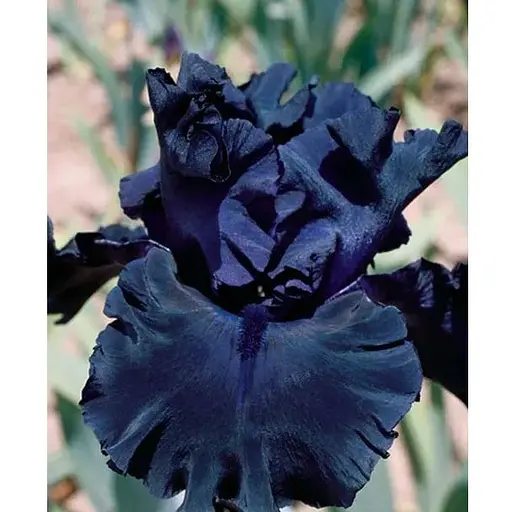 Ирис бородатый крупноцветковый "Fаde to Blaсk" 1 шт (25684) - фото 1