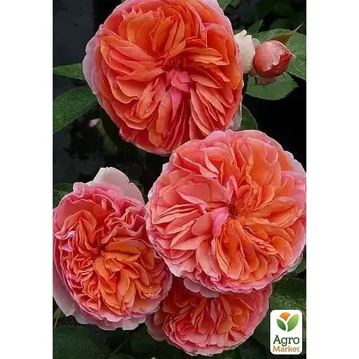 Роза шраб Agro-Market Chippendal в контейнере, высший сорт (190039) 1 саженец в упаковке - фото 1