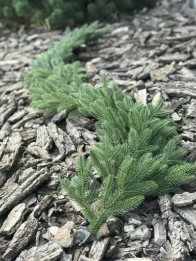 Гірлянда хвойна Hvoya Classic лита світло-зелена 2 м - фото 2