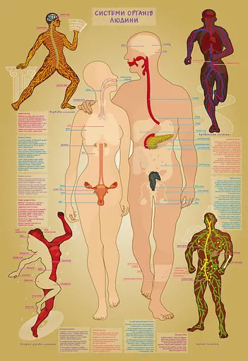 Дитяча навчальна гра з багаторазовими наклейками "Тіло людини" KP-004y укр. мовою - фото 2