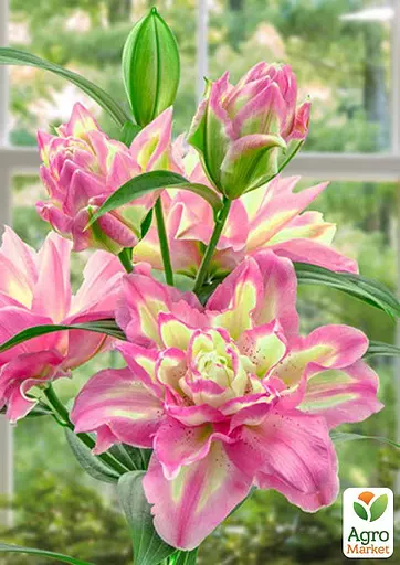 Лілія Махрова "Lucky Angel" (177189) 1 шт - фото 2