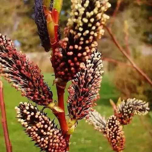 Ива тонкоствольная черная "Меланостахис" (Salix gracilistyla "Melanostachys") высота 25-40см (62191) 1 саженец - фото 1