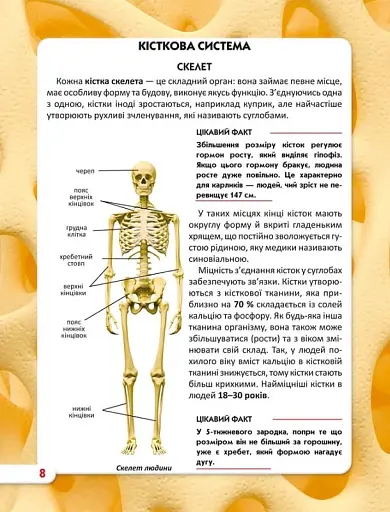 Світ навколо нас. Тіло людини - фото 4