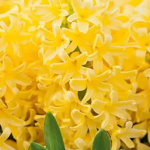 Гіацинт "Yellowstone" (186361) 2 шт - фото 1