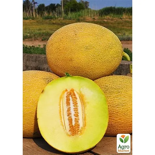 Дыня "Титовка" (Зипер) ТМ "Весна" 3г (11968) - фото 2