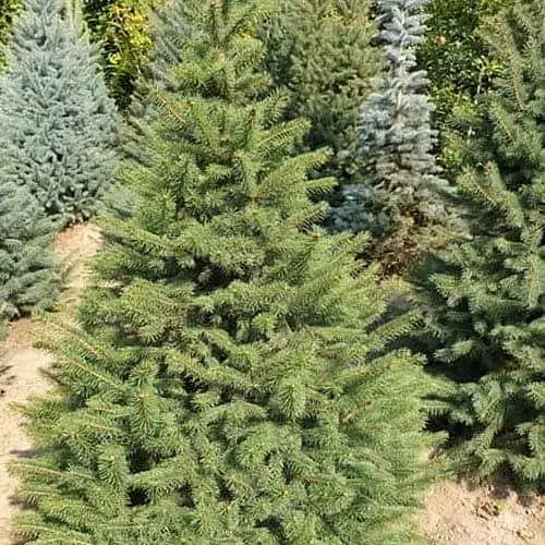 Ялина зелена Agro-Market Kaibab від 100 до 125 см 182969 1 саджанець в упаковці - фото 1