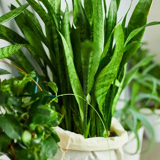 Спрей для листя COMPO 0.3 л - фото 10