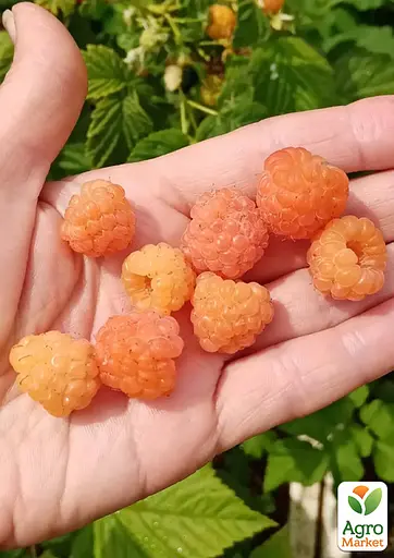 Малина Agro-Market "Валентина" (высокоурожайный сорт, ранний срок созревания) 1-летний саженец (185343) 1 шт в упаковке - фото 3