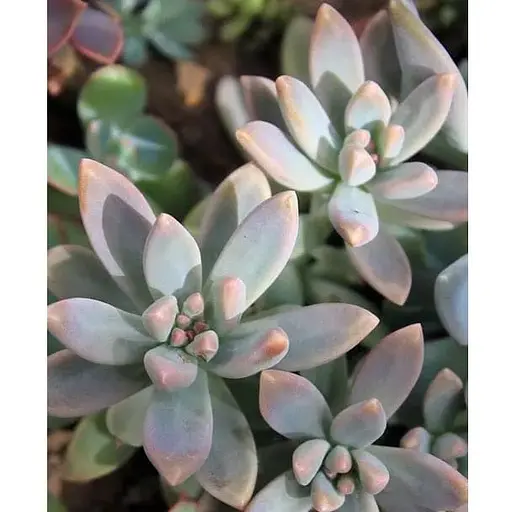 Граптоседум "Francesco Baldi" (182495) 1 саженец (комнатный) - фото 1