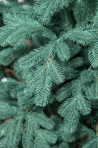 Ялинка штучна Лита Ковалівська Блакитна 1,8 м.  - фото 2