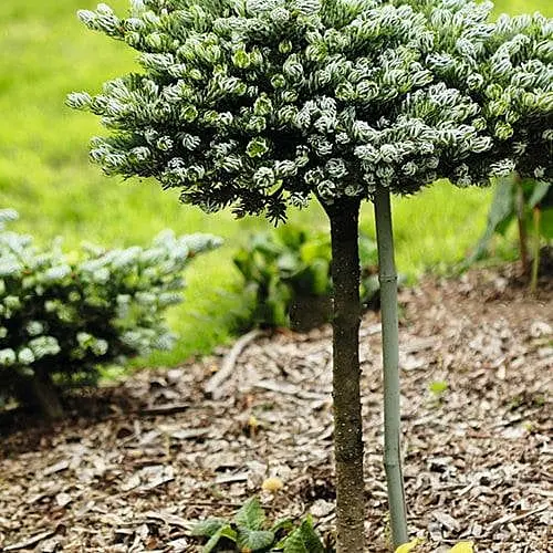 Ялиця корейська Agro-Market на штамбі Icebreaker ком/сітка висота 65-75 см 175174 1 саджанець в упаковці - фото 1
