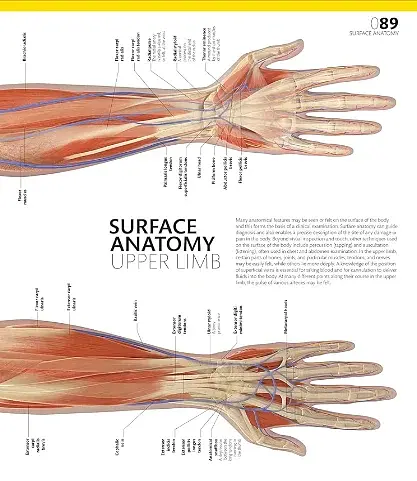 The Definitive Visual Guide: Complete Human Body - фото 8