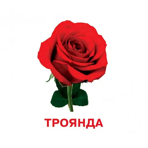 Розвиваючі картки для дітей Квіти J012y, 18 картинок - фото 3