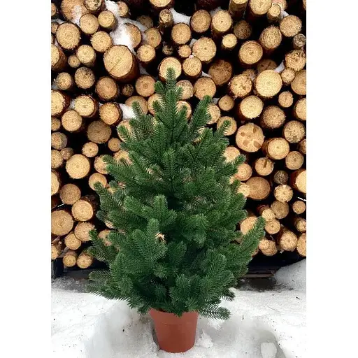 Елка Hvoya Traditional литая в горшке 70 см зеленая новинка - фото 3