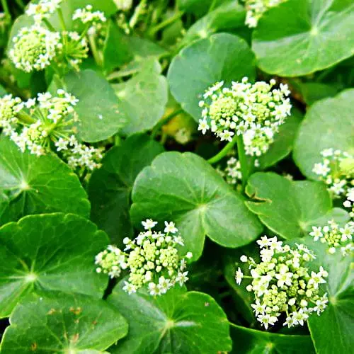 Центелла азиатская (ценное растение в традиционной медицине и современной косметологии) (189787) 1 саженец в упаковке - фото 1