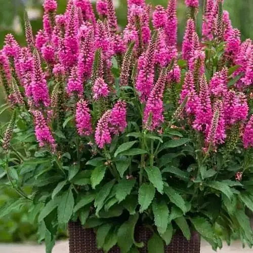 Вероніка колосиста "First Love" вазон С2 (188406) 1 саженец - фото 1