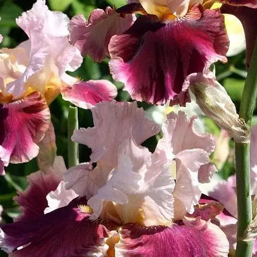 Ірис бородатий крупноквітковий "Cranberry Swirl" (61805) 1 шт - фото 1