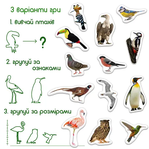 Детский набор магнитов Птицы фото Magdum ML4031-30 EN - фото 5