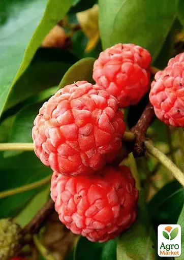 Кудрания Agro-Market "Mulle" (клубничное дерево) (188039) 1 саженец в упаковке - фото 2