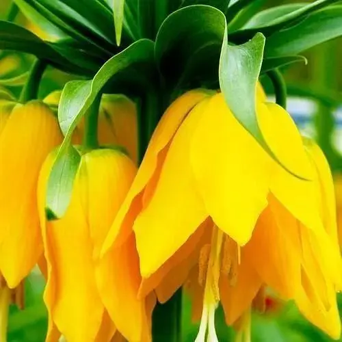 Фритилария "Lutea" (размер 18/20) 1 шт (17260) - фото 1