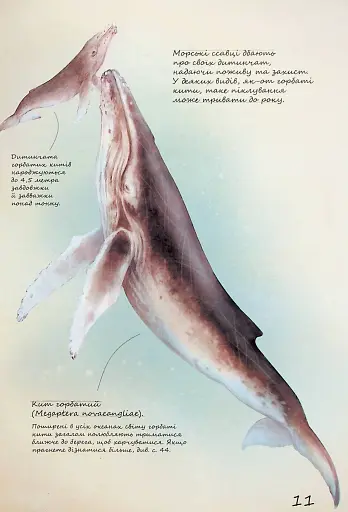 Морські тварини світу. Нотатки, малюнки та спостереження про тварин, що живуть в океані - фото 12