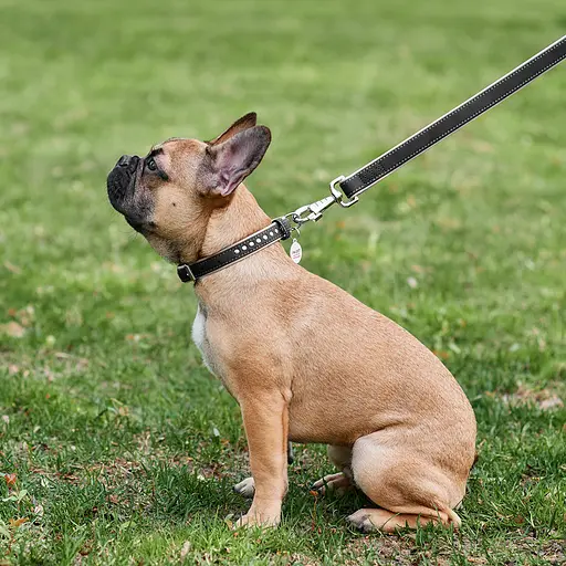 Ошейник для собак кожаный Waudog Soft с QR-паспортом металлические украшения Ш 20 мм Д 30-39 см черный - фото 2