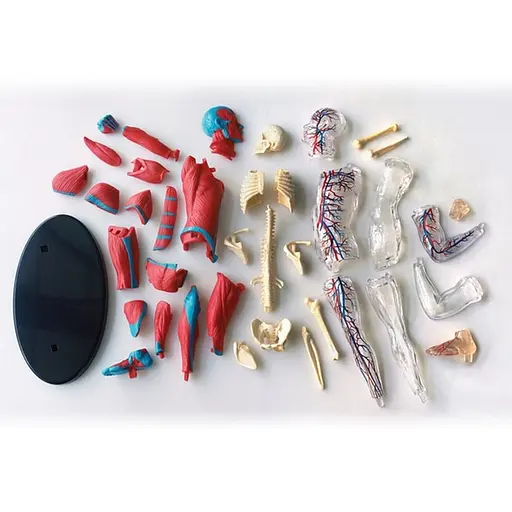 Модель мышц и скелета человека Edu-Toys SK056 сборная, 19 см - фото 2