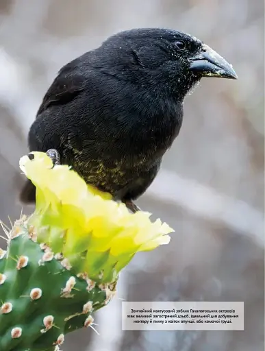 Велика книга тварин - фото 10